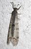 240785 – Photo : alain Roujas – France (31)