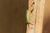240315 – Photo : Maxime Le Magourou – France (47)