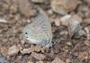 240280 – Photo : alain Roujas – France (31)