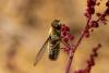240180 – Photo : Johan Verstraeten – Belgique