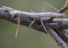 240213 – Photo : Liliane Delattre – France (30)