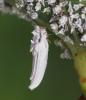 240561 – Photo : Bernard Perthuis – Guyane française