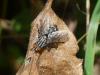 240511 – Photo : Sandor31 – France (81)
