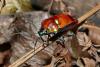 240527 – Photo : Anonyme – Vanuatu