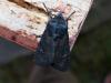 240830 – Photo : ORCHALLAN – France (44)