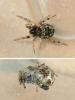 240028 – Photo : Didier Levasseur – Thaïlande