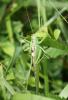 240914 – Photo : alain Roujas – France (31)