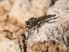 240812 – Photo : BourrinOman – France (83)