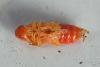 Trichodes sp.