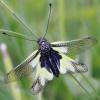 240783 – Photo : alain Roujas – France (31)