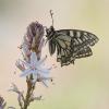 240441 – Photo : Nicolas Helitas – Italie