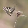 240442 – Photo : Nicolas Helitas – Italie