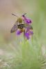 240006 – Photo : Nicolas Helitas – France (26)