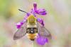 240007 – Photo : Nicolas Helitas – France (26)
