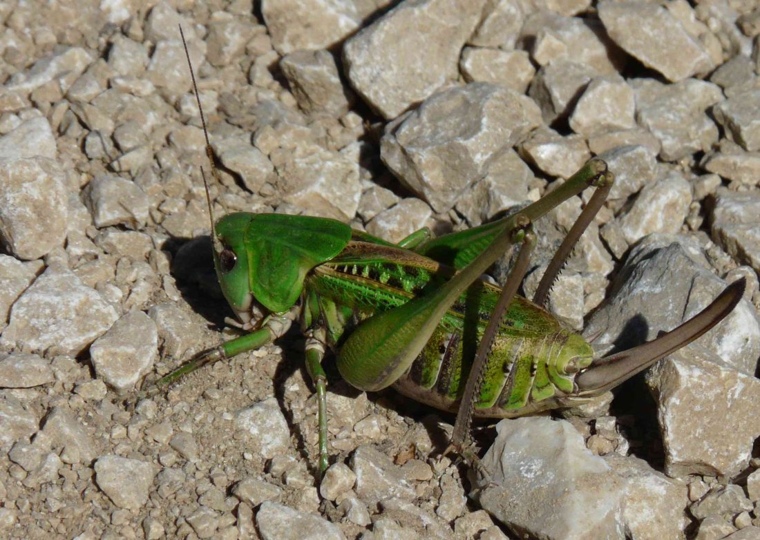 N. Vansieleghem - Decticus verrucivorus verrucivorus - réf. 240960 (1100 x 782 pixels, 201 ko)