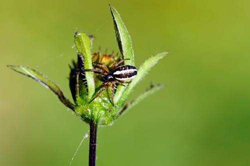 Réf. 241 046 : Singa nitidula