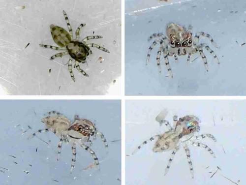 Réf. 241 875 : Plexippus paykulli