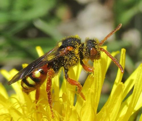Nomada sp.