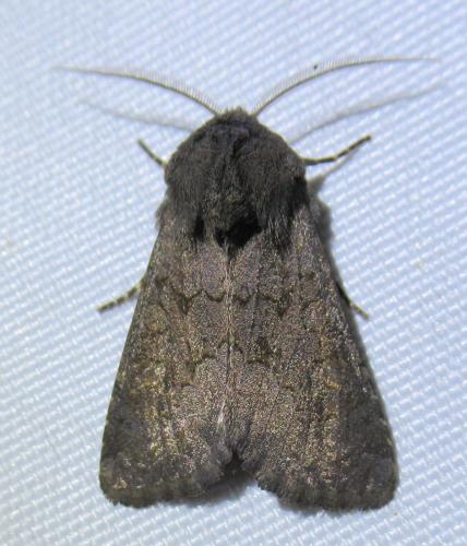 Réf. 241 299 : Aporophyla lueneburgensis