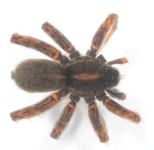 Pardosa tenuipes