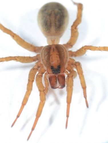 Réf. 241 622 : Trochosa robusta