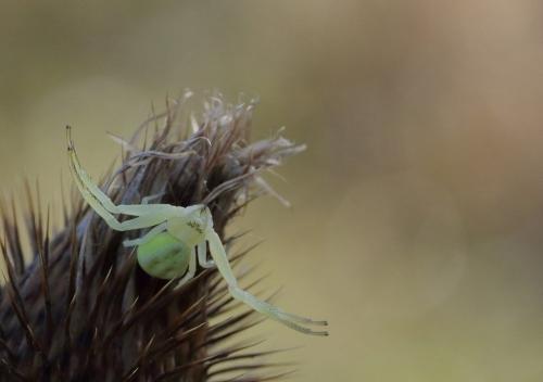 Misumena vatia