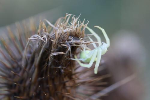 Misumena vatia