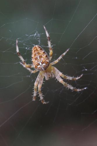 Araneus diadematus