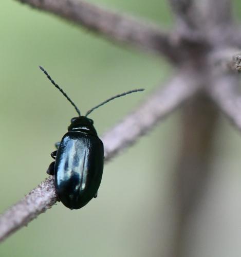 Réf. 241 643 : Altica sp.
