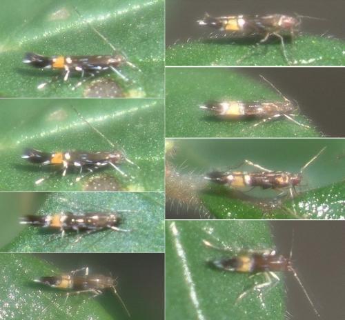 Réf. 241 778 : Cosmopterix pulchrimella