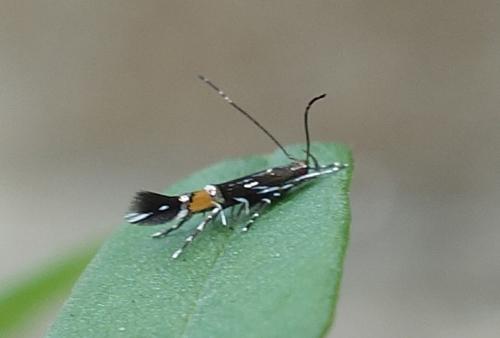 Réf. 241 776 : Cosmopterix pulchrimella