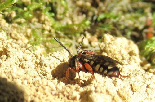 Réf. 241 781 : Epeolus sp.