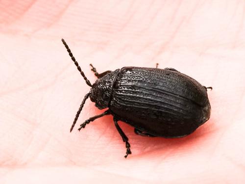 Galeruca pomonae