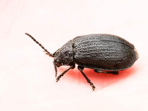 Galeruca pomonae
