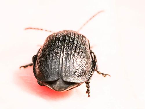 Réf. 241 922 : Galeruca pomonae
