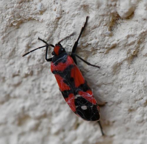 Réf. 241 804 : Lygaeus equestris