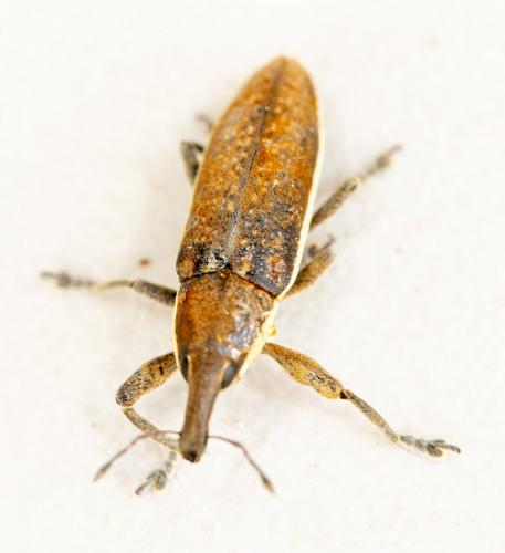 Réf. 241 831 : Lixus ochraceus