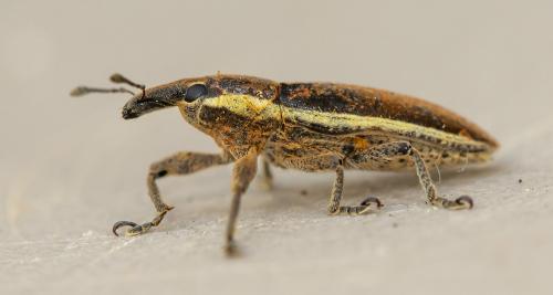 Réf. 241 828 : Lixus ochraceus