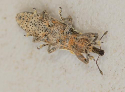 Réf. 241 829 : Lixus ochraceus