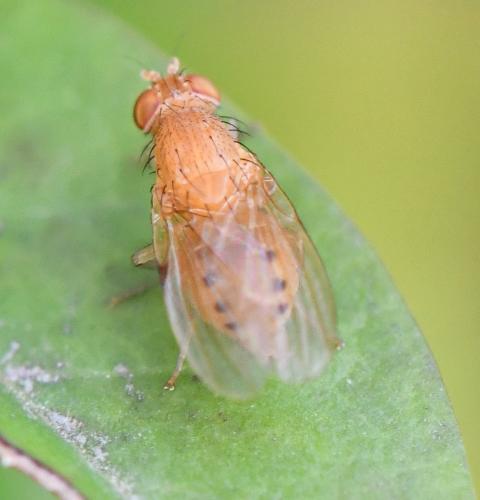 Réf. 241 891 : Sapromyzosoma laevatrispina