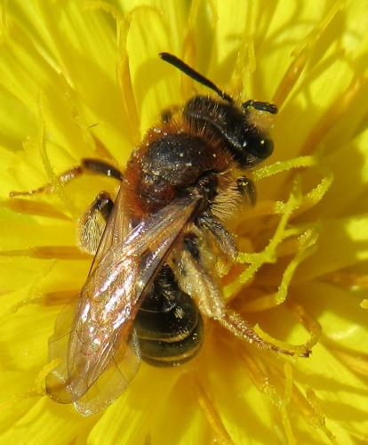 Réf. 241 672 : Andrena dorsata