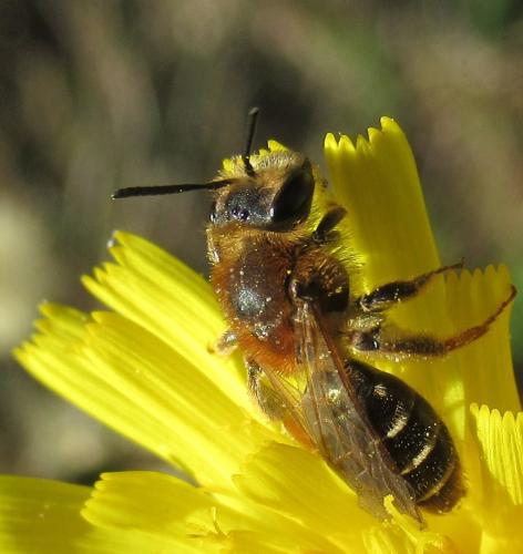 Réf. 241 673 : Andrena dorsata