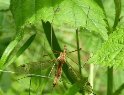 Réf. 241 264 : Tipula lunata