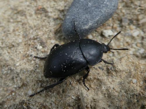 Réf. 241 337 : Ablattaria laevigata