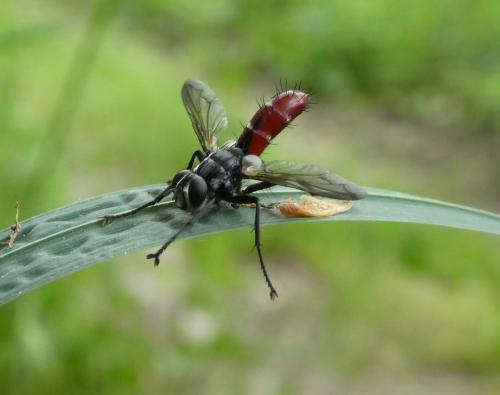 Cylindromyia bicolor