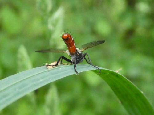 Cylindromyia bicolor