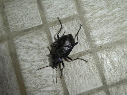 Réf. 241 384 : Calosoma inquisitor