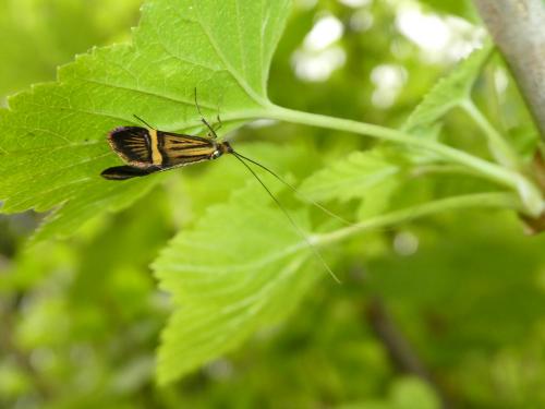 Nemophora degeerella