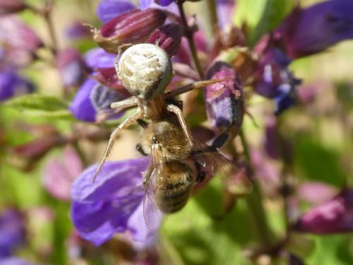 Xysticus sp.