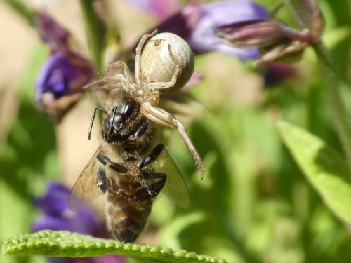 Xysticus sp.